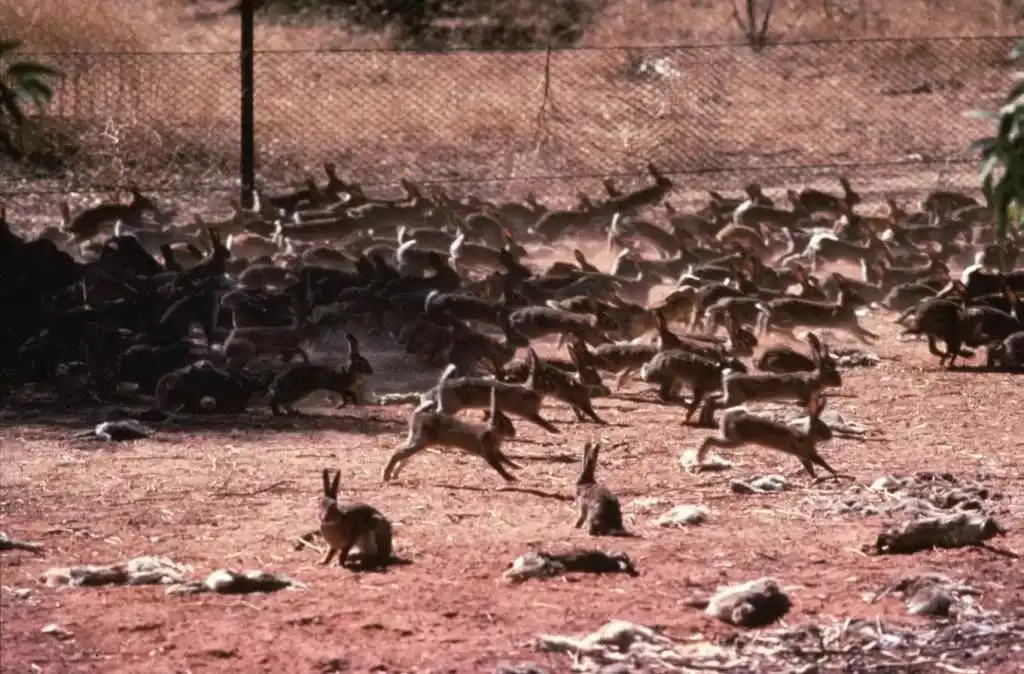 Кролики: Как они унизили природу Австралии и еще немного непристойных фактов