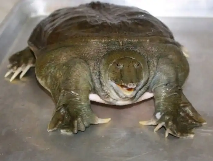 Трионикс Дальневосточный: Самая опасная черепаха России