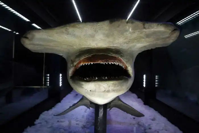 Акула-молот: В чём смысл такой странной головы?