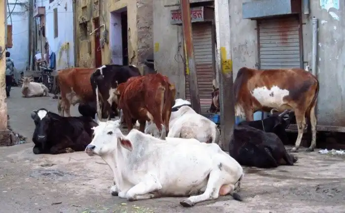 Священные бродяги: как бездомные коровы стали проблемой в Индии