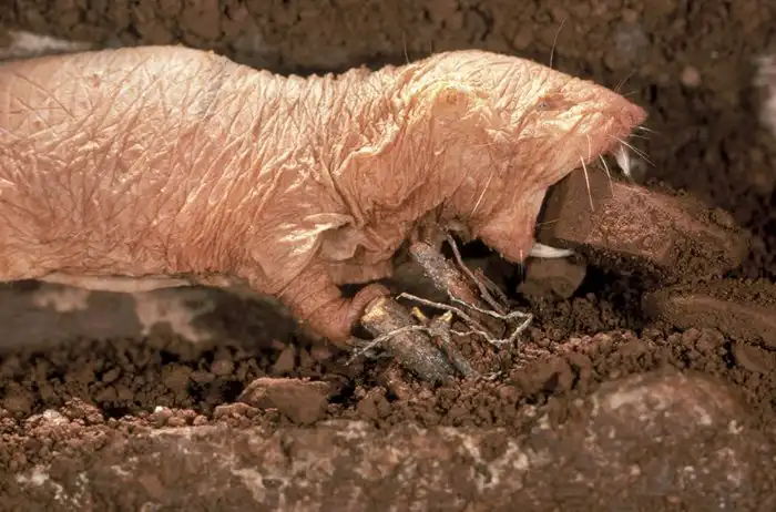 Голый землекоп: Животные, которые победили рак