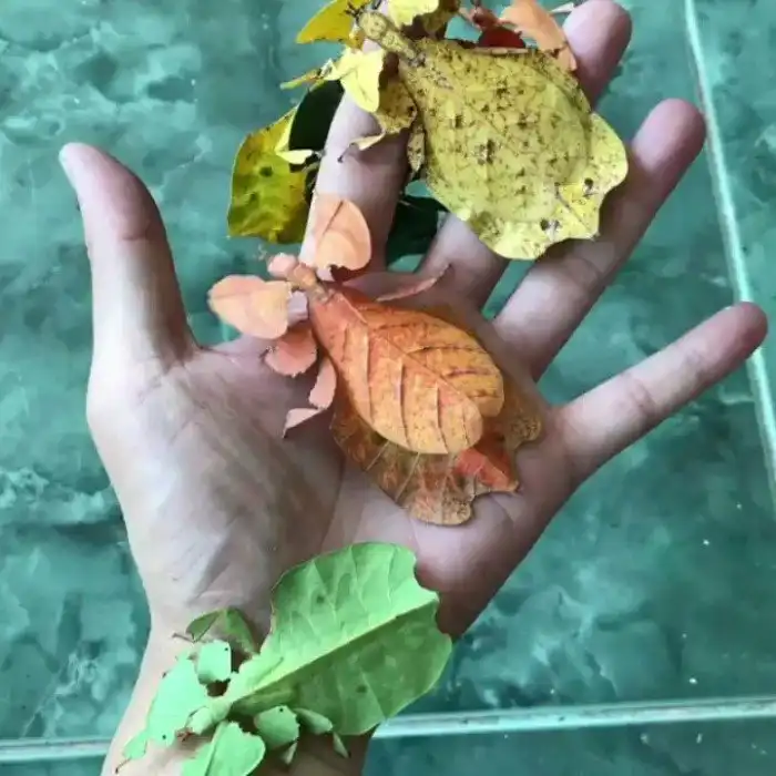 Листотел: Почему некоторые листья живут сами по себе?