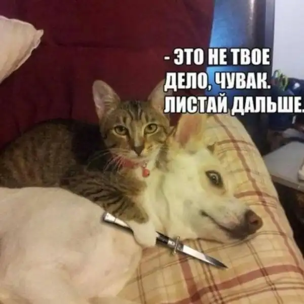 прикольные картинки # 53