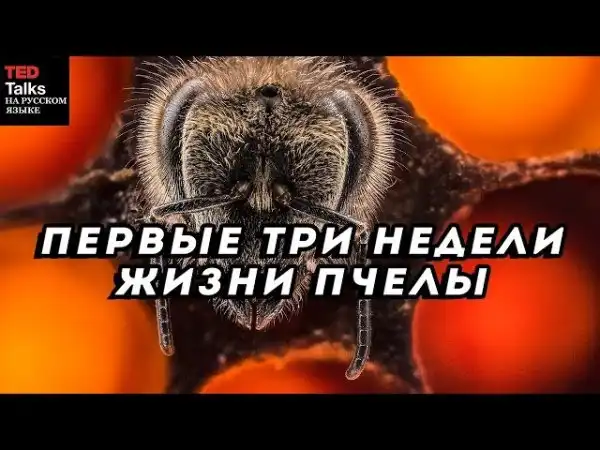 Захватывающий взгляд на первые три недели жизни пчелы [TED на русском]