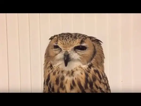 Как чихает сова