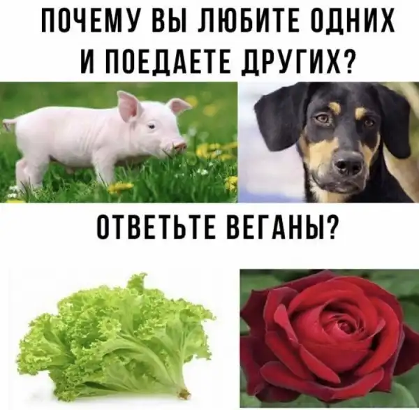 Веганы и мясоеды в карикатурах