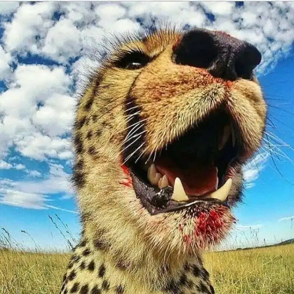 Дикие кошки