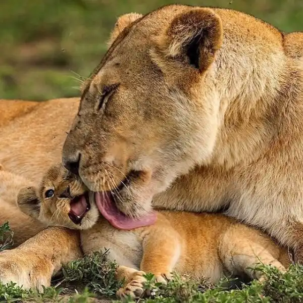 Дикие кошки
