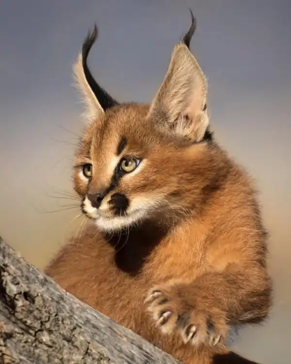 Дикие кошки