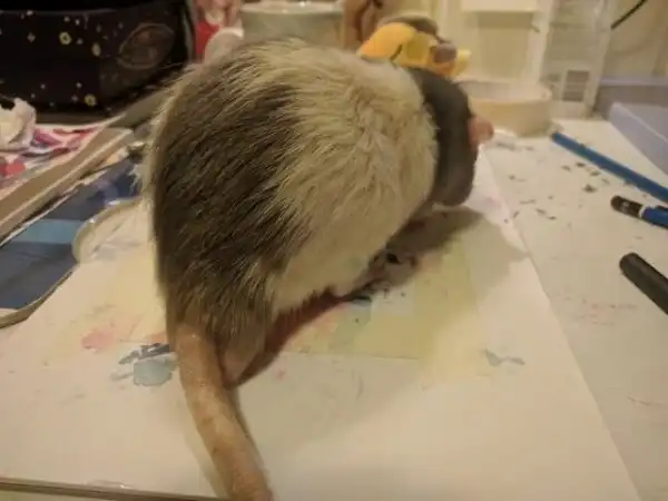 Дарий - крысенок, который стал успешным художником