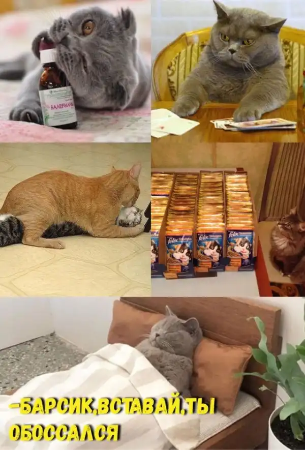 Картиночки
