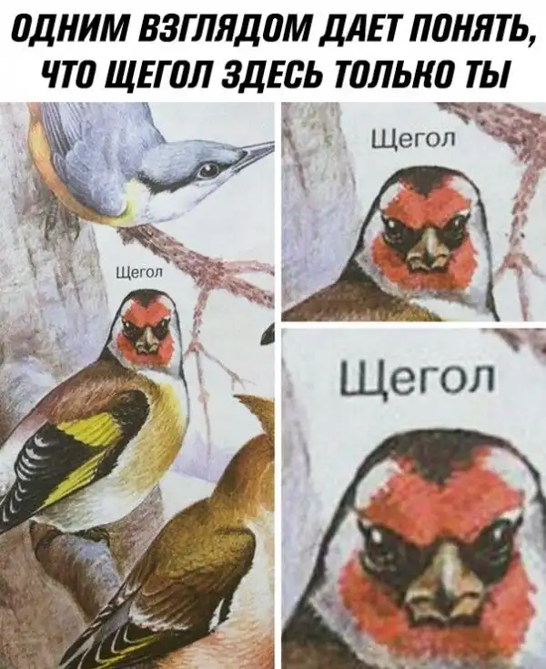 Нестандартный юмор :)