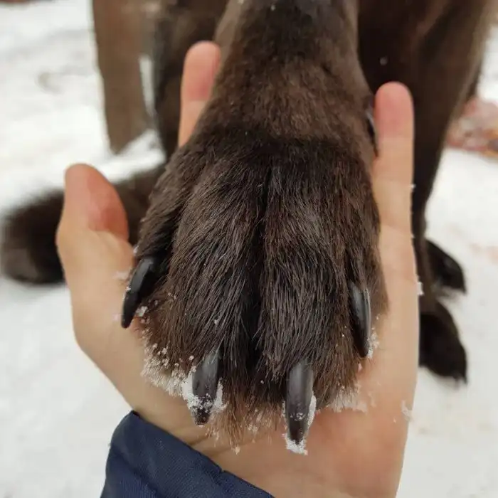 Любовь к волкам сделала екатеринбуржца звездой Инстаграм