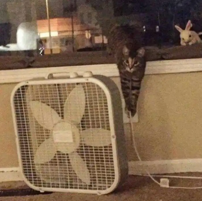 18 фотографий животных, которые выглядят так, будто выходят на связь с потусторонними силами 18 фотографий животных, которые выглядят так, будто выходят на связь с потусторонними силами