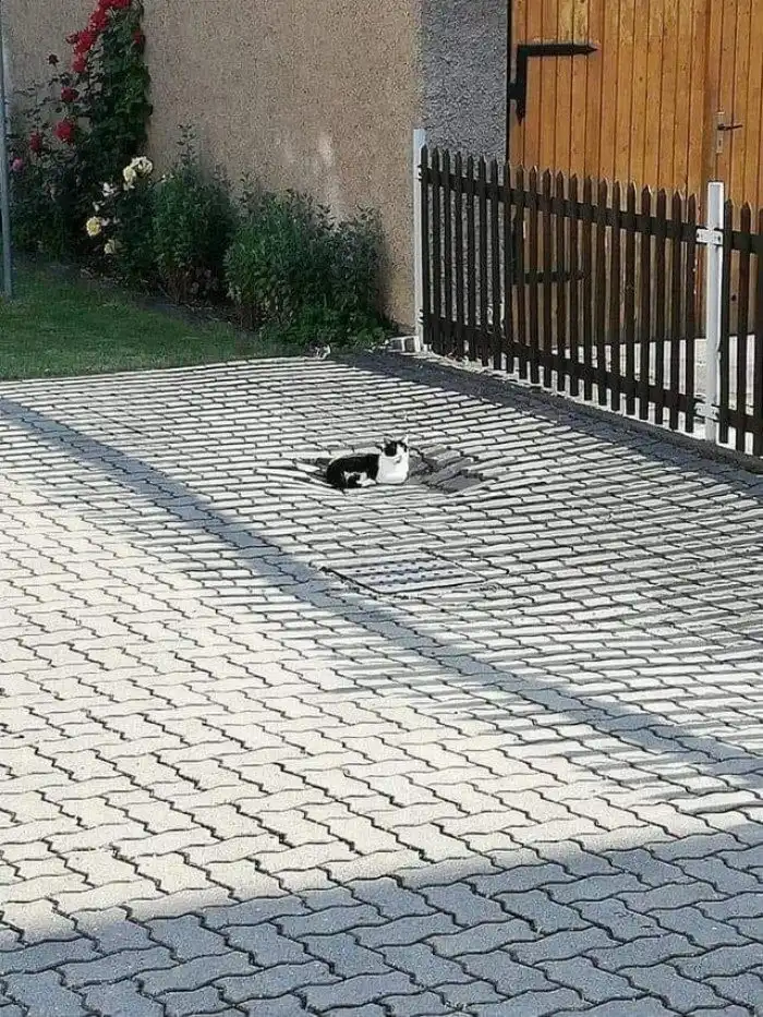 18 фотографий животных, которые выглядят так, будто выходят на связь с потусторонними силами 18 фотографий животных, которые выглядят так, будто выходят на связь с потусторонними силами