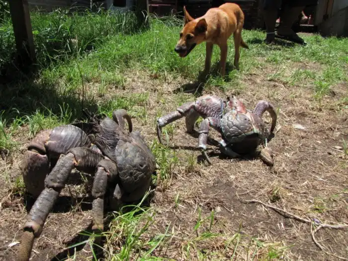 Пальмовый вор: Гигантские раки-отшельники разоряют деревни и нападают на домашних животных