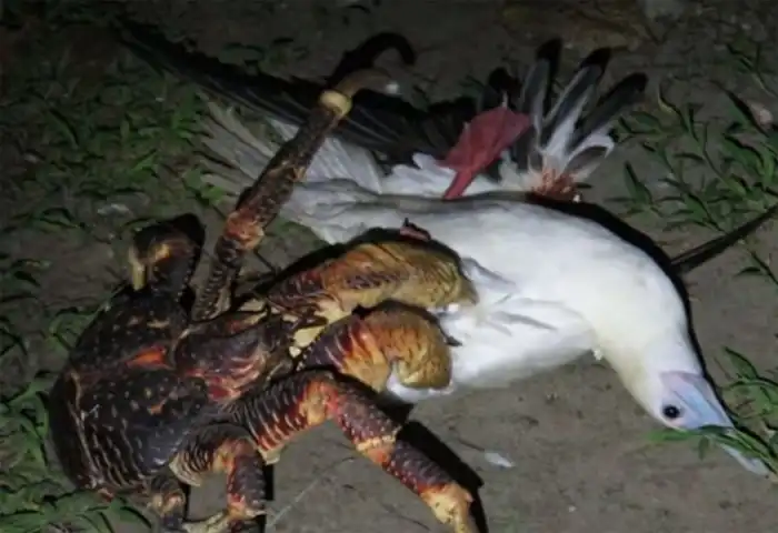 Пальмовый вор: Гигантские раки-отшельники разоряют деревни и нападают на домашних животных