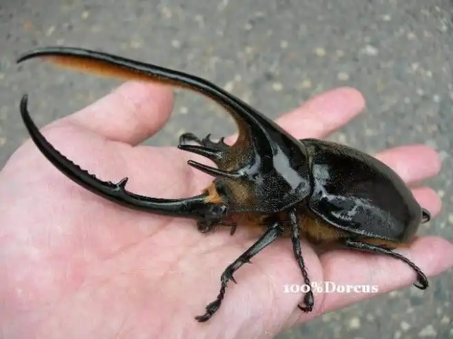 Огромнейшие жуки нашей планеты, которые напугают кого угодно