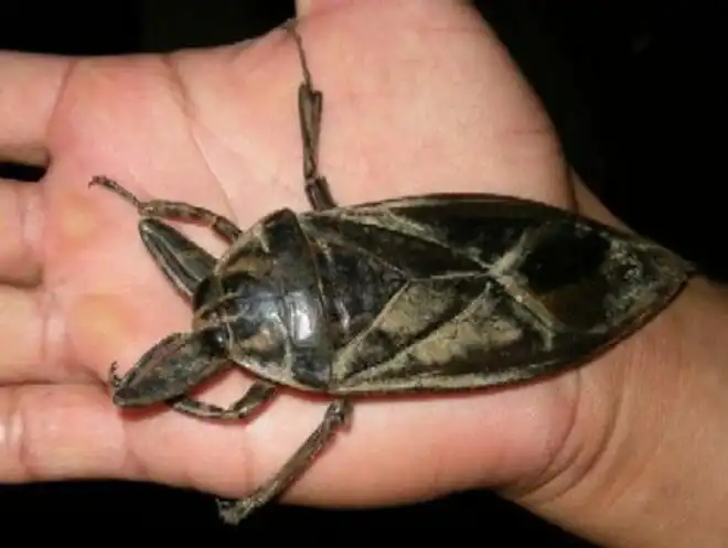 Огромнейшие жуки нашей планеты, которые напугают кого угодно