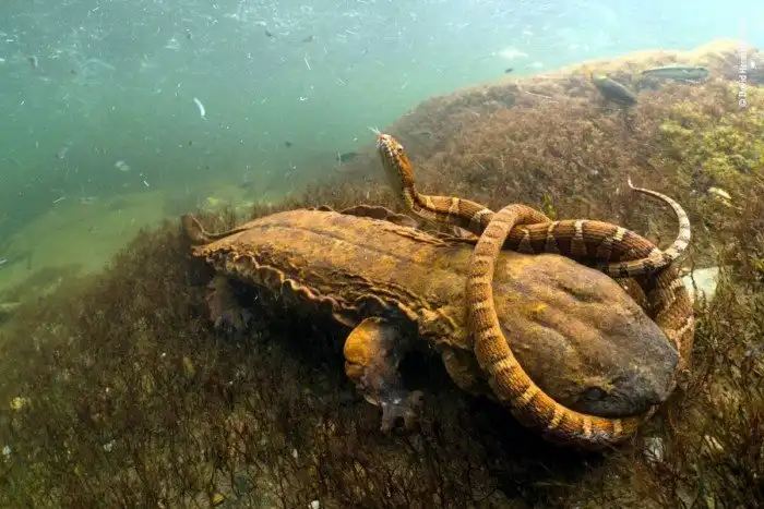 Аллеганский скрытожаберник: Стоит ли бояться огромных хищных саламандр в озерах?