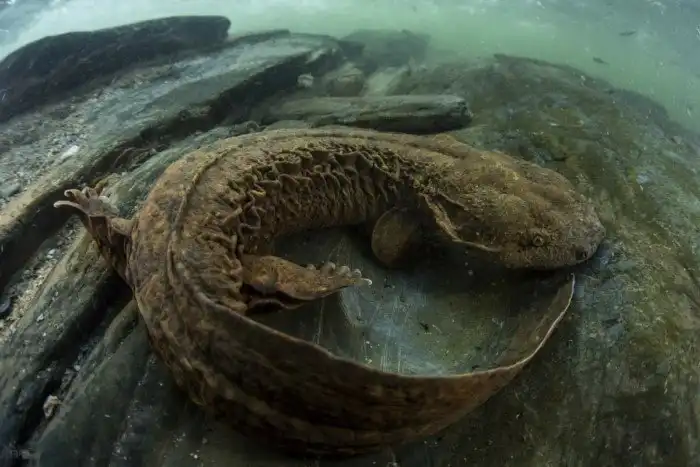 Аллеганский скрытожаберник: Стоит ли бояться огромных хищных саламандр в озерах?