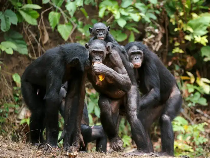 Бонобо: Образец полностью либерального общества