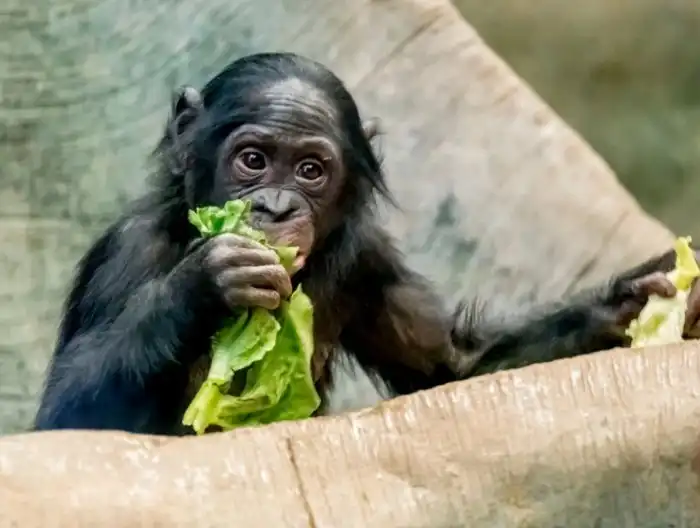 Бонобо: Образец полностью либерального общества
