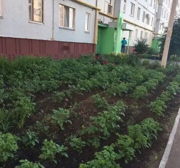 Примеры людской смекалки, которые сначала вызывают снисходительную улыбку, а потом — восторг