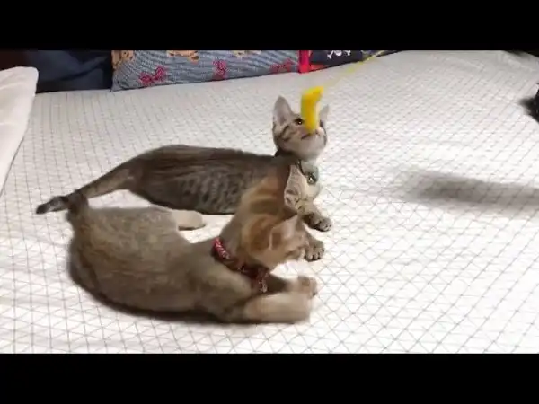 Милые котейки играют