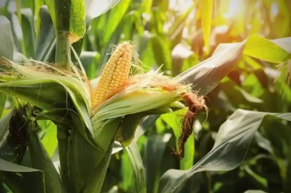 Почему кукуруза не размножается в дикой природе?