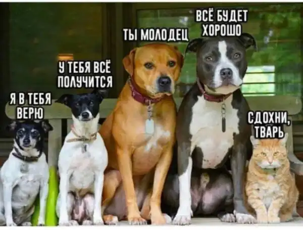 Пикчи и мемасики
