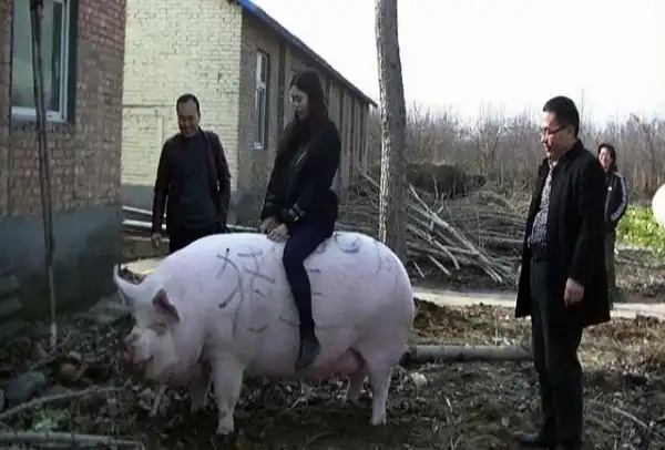 Китайский фермер вырастил свинью размером с медведя