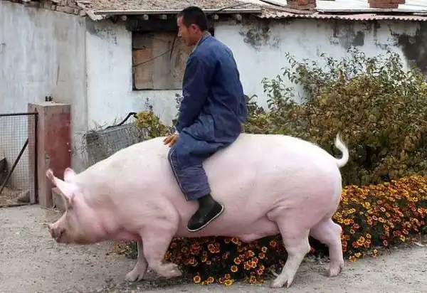 Китайский фермер вырастил свинью размером с медведя