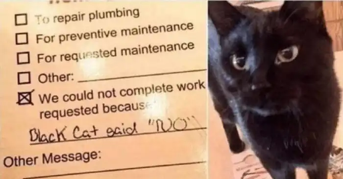 17 доказательств того, что коты всегда живут по своим правилам