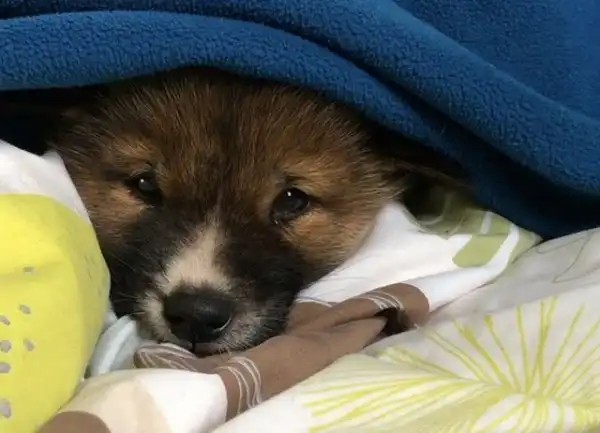 Женщина из Австралии приютила щенка, а через пару месяцев ее ждал сюрприз