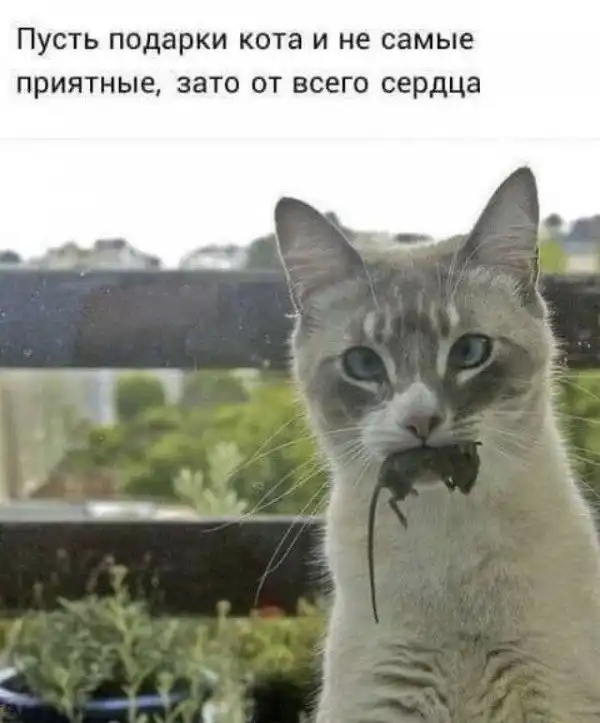 Кис-кис- юмор