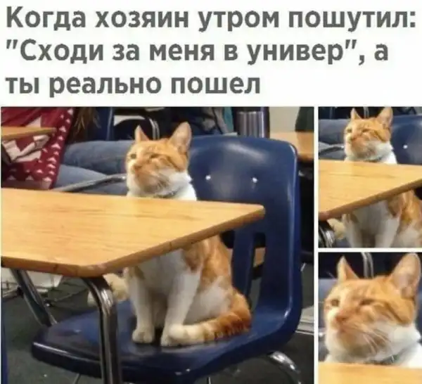 Кис-кис- юмор