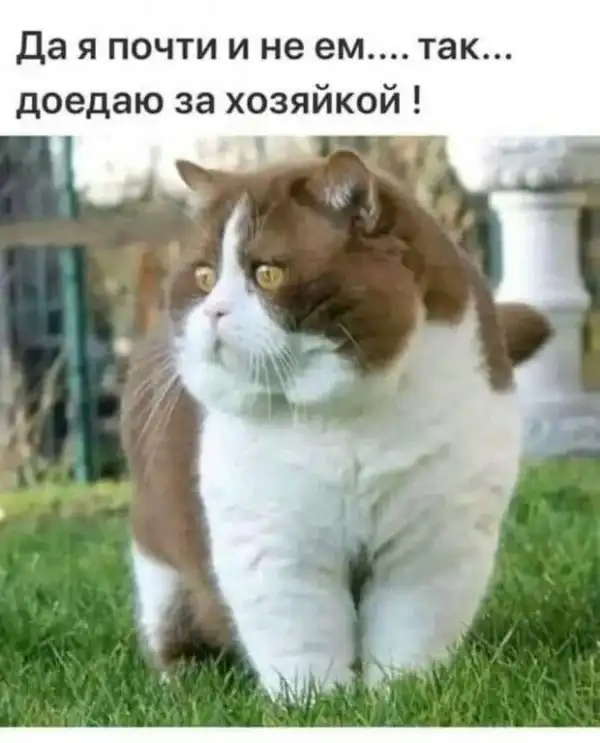 Кис-кис- юмор
