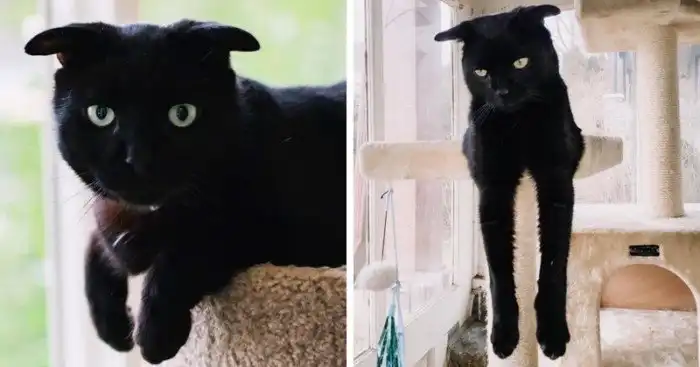 Очаровательная генетическая причуда: кот со странными ушами
