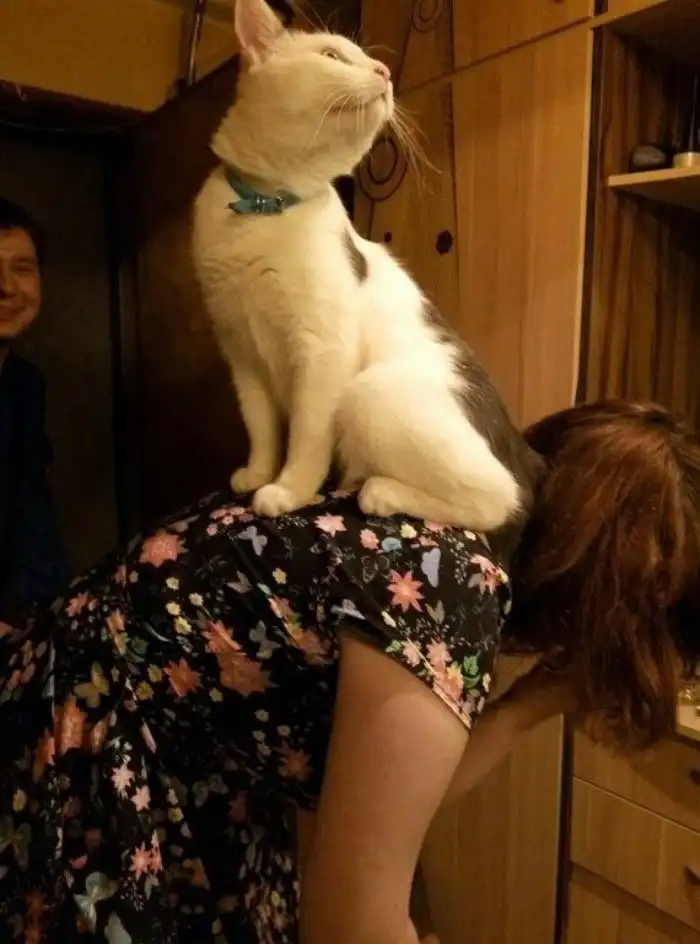 Кошка доминирует. Доминирующий кот. Доминирующий кот. Кошка властвует. Доминирующий кот.