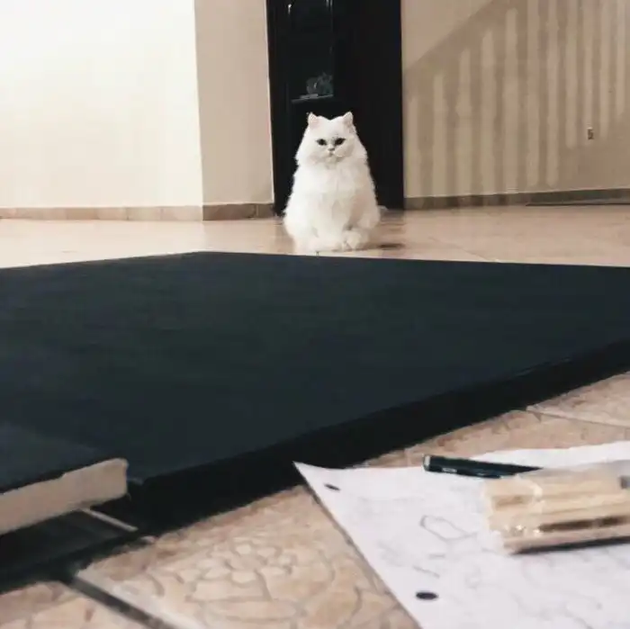 Похоже, коты замыслили захватить мир! Похоже, коты замыслили захватить мир!