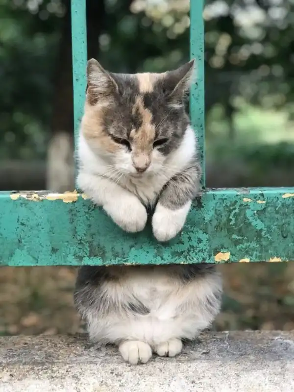 Пост про милых котиков