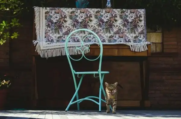 Пост про милых котиков