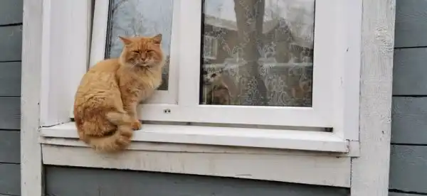 Пост про милых котиков