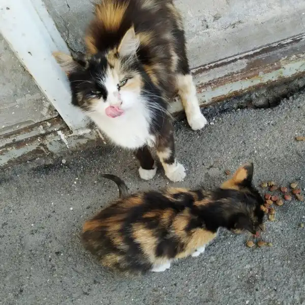Пост про милых котиков