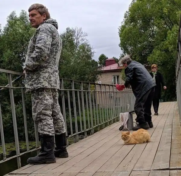 Пост про милых котиков