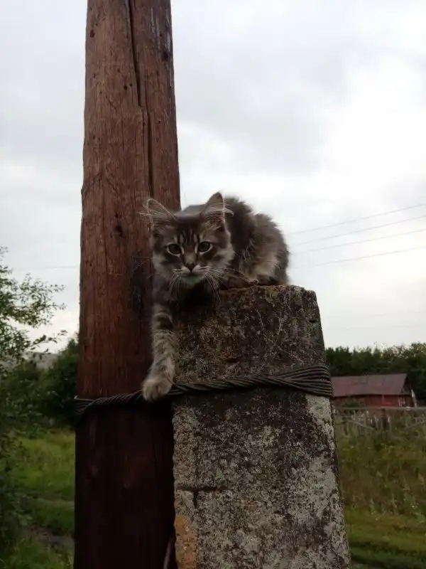 Пост про милых котиков