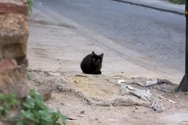 Пост про милых котиков