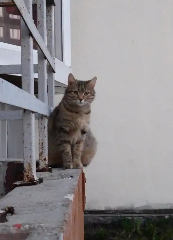 Пост про милых котиков