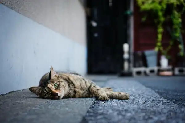 Пост про милых котиков